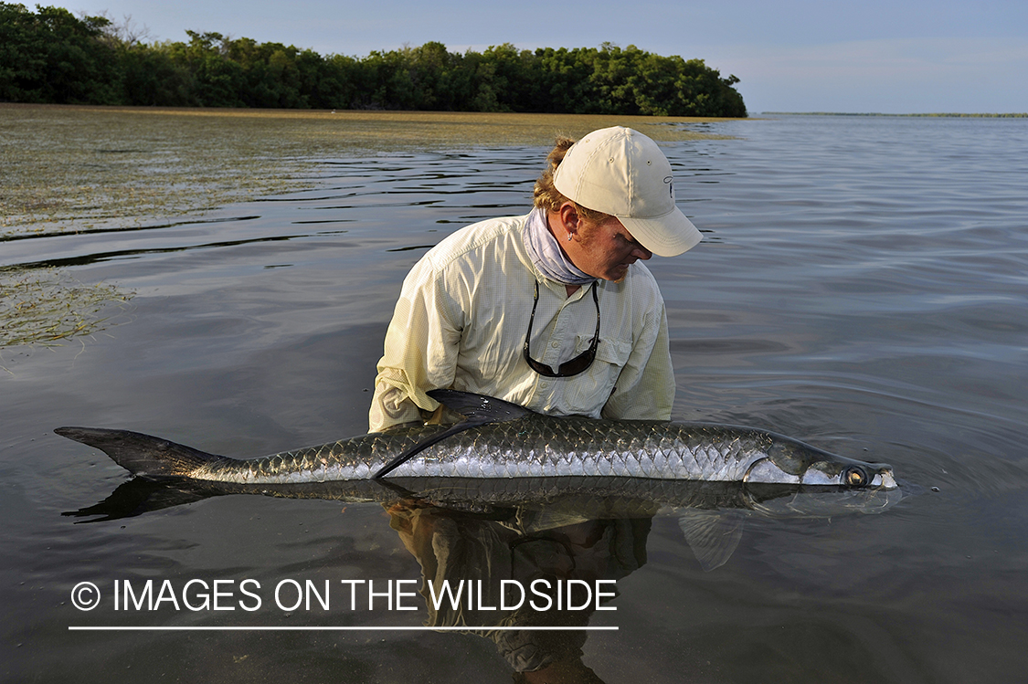 Flyfisherman releasing tarpon.
