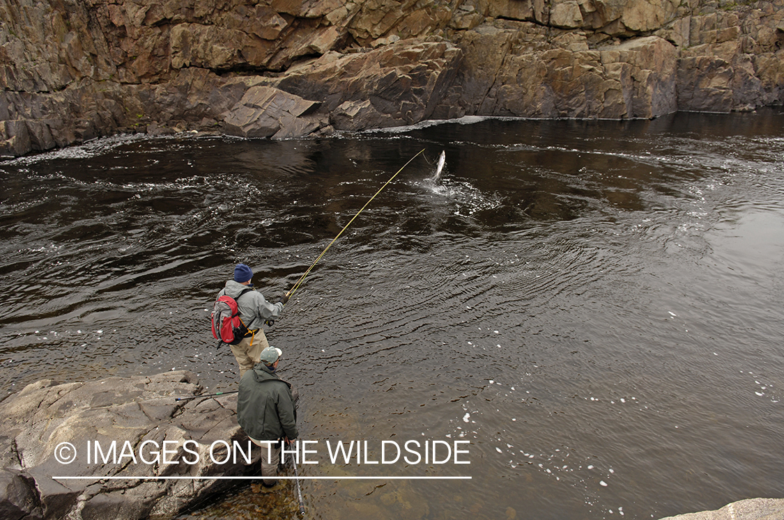 Flyfisherman fighting with Atlantic Salmon.