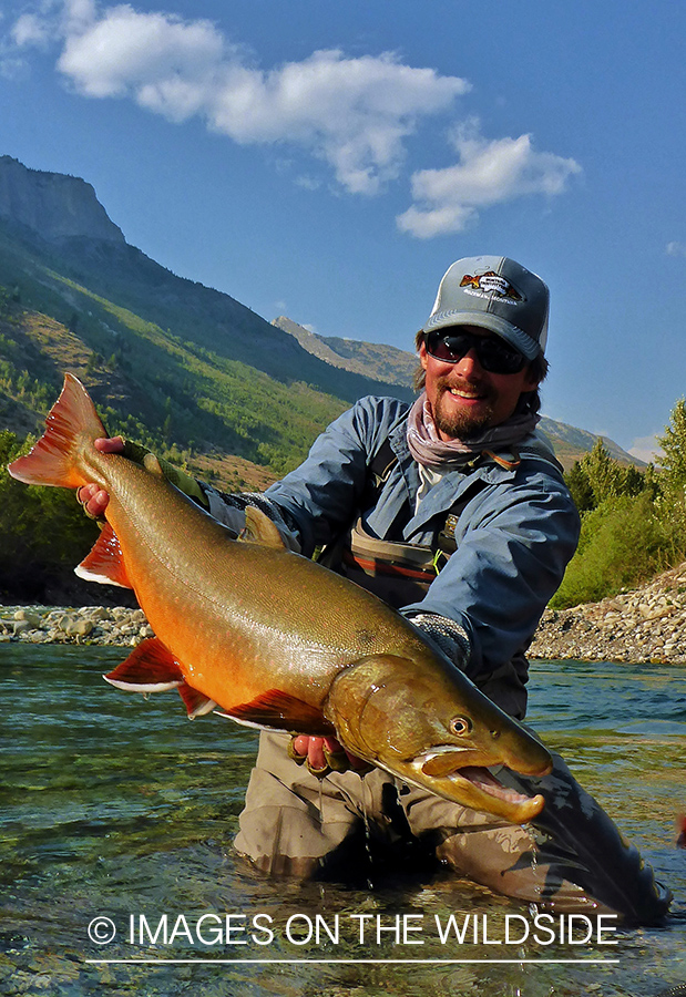 Flyfisherman releasing bull trout.