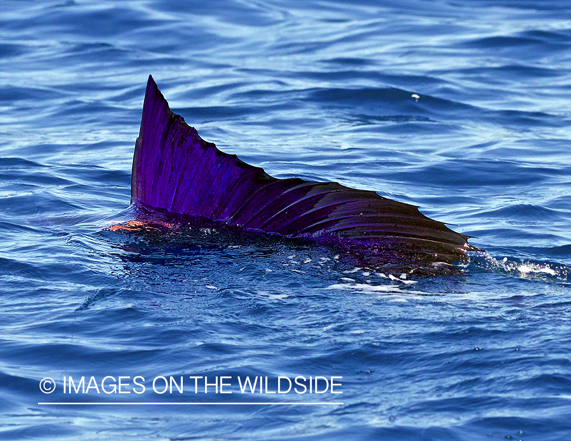 Sailfish with sail above water.