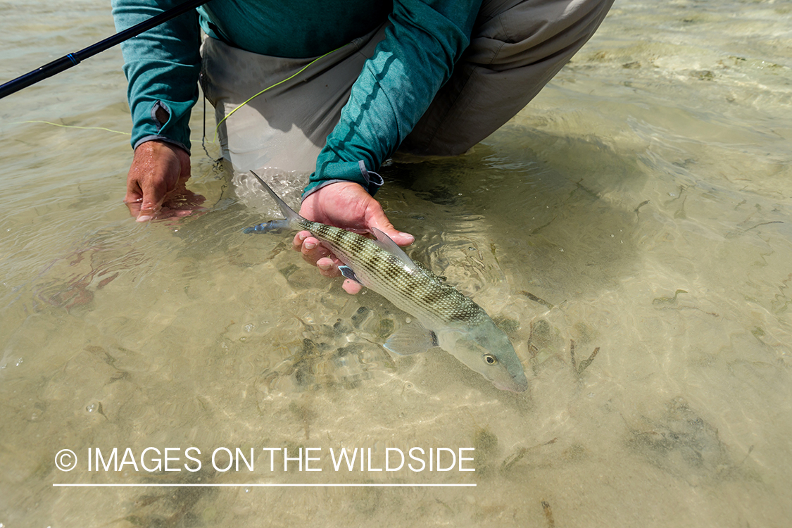 Flyfisherman releasing Bonefish.