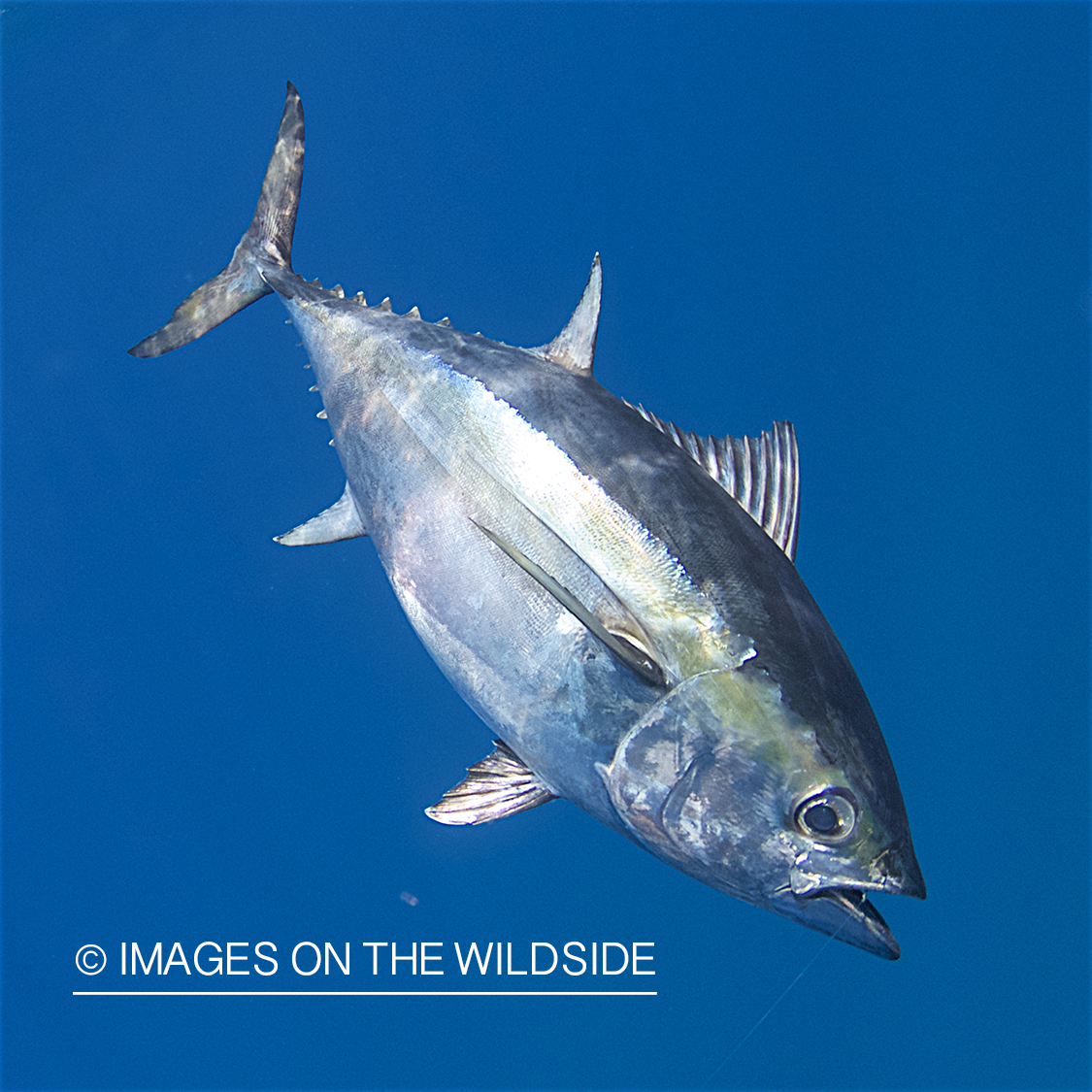 Hooked Tuna underwater.