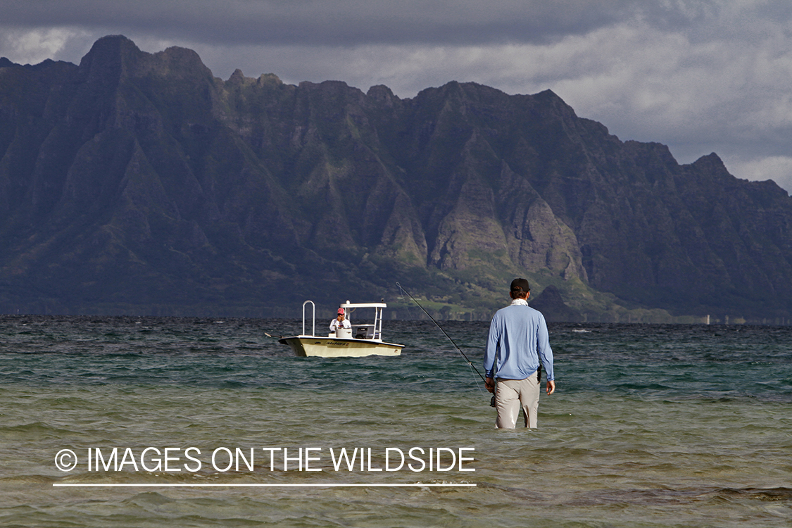 Saltwater flyfisherman fishing on flats, in Hawaii. 