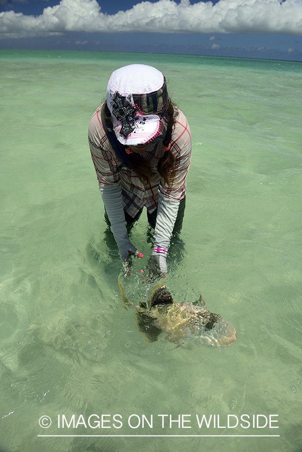 Woman releasing Peachy Triggerfish.