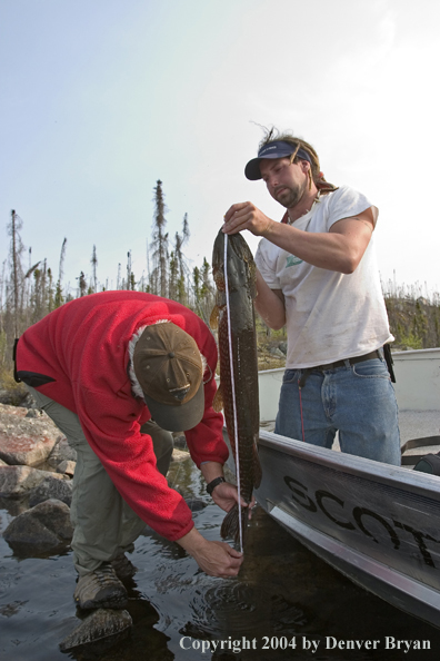 Flyfisherman and guide measuring Northern pike (MR)