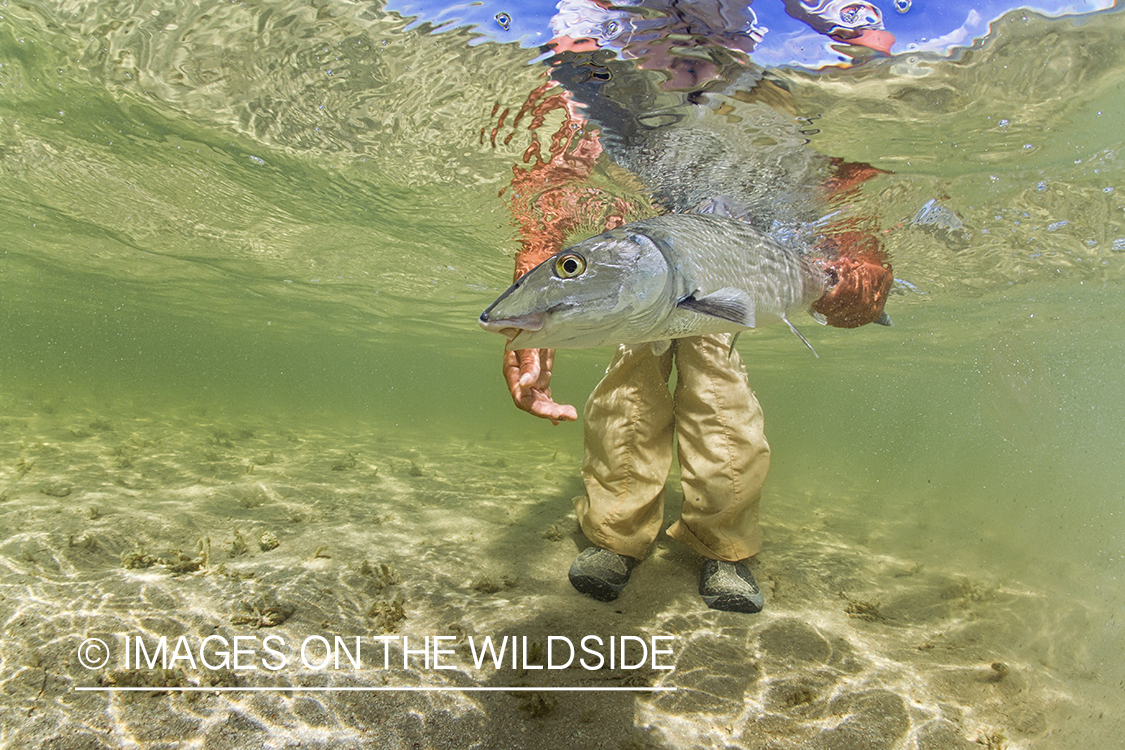 Flyfisherman releasing bonefish.