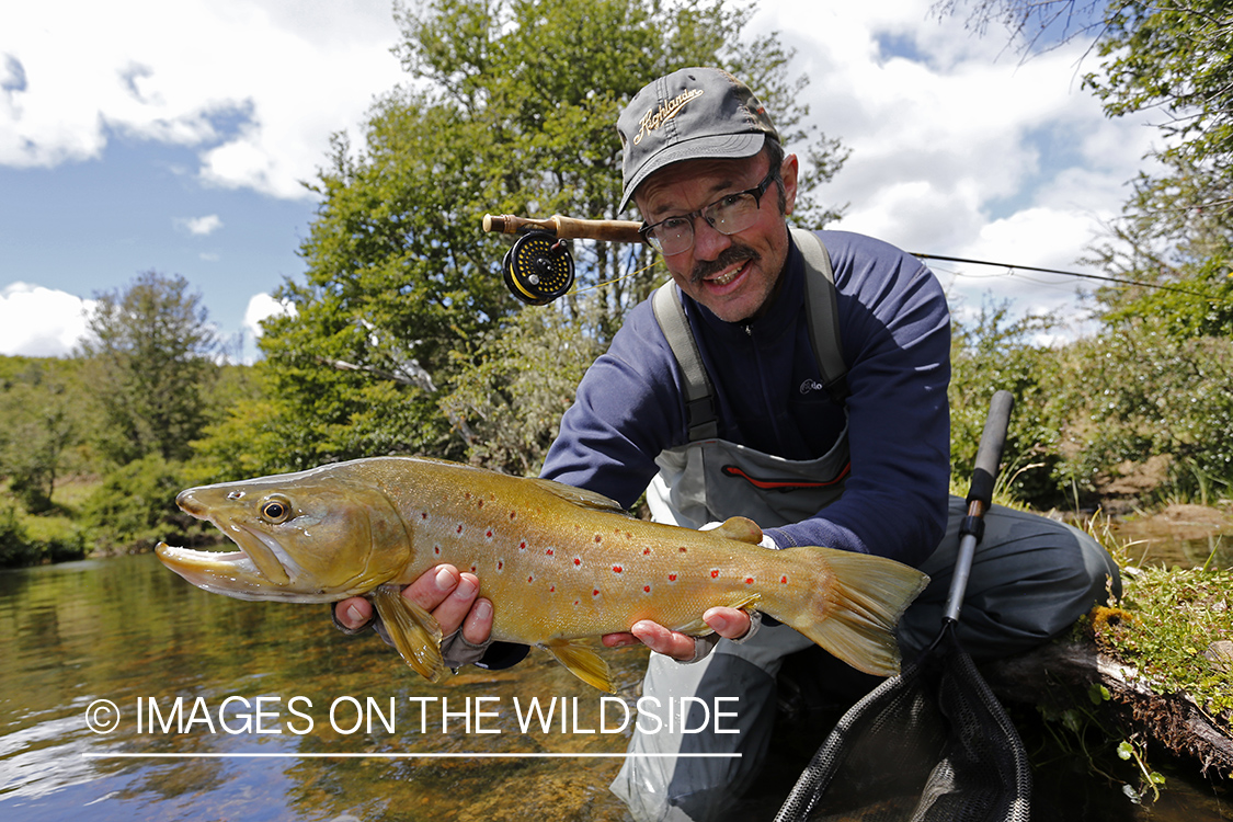 Flyfisherman releasing brown trout.