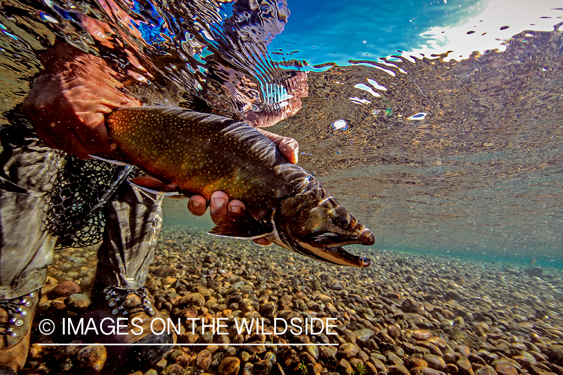 Flyfisherman releasing brook trout.