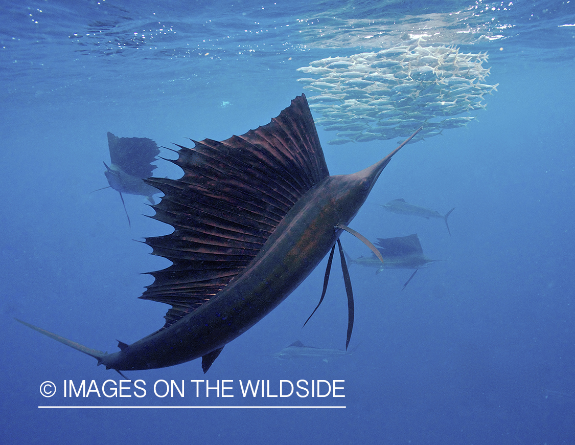 Sailfish hunting bait fish in open ocean.