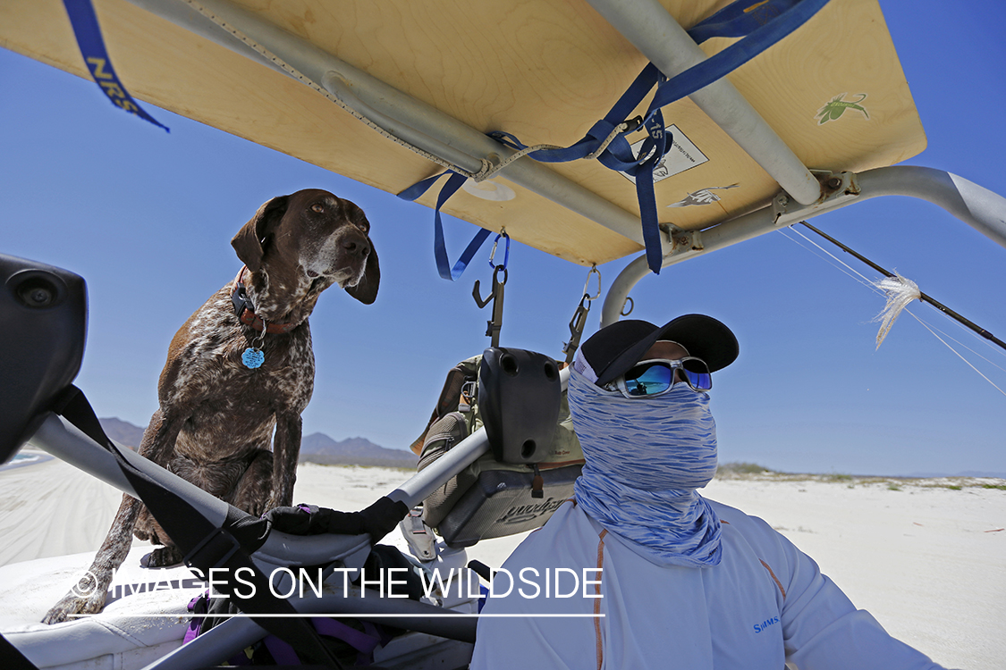 Chasing roosterfish on Baja Peninsula, Mexico.