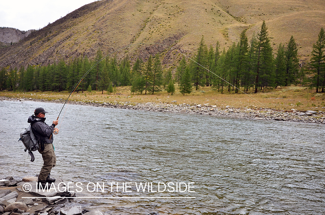 Fly fisherman fighting with Taimen.