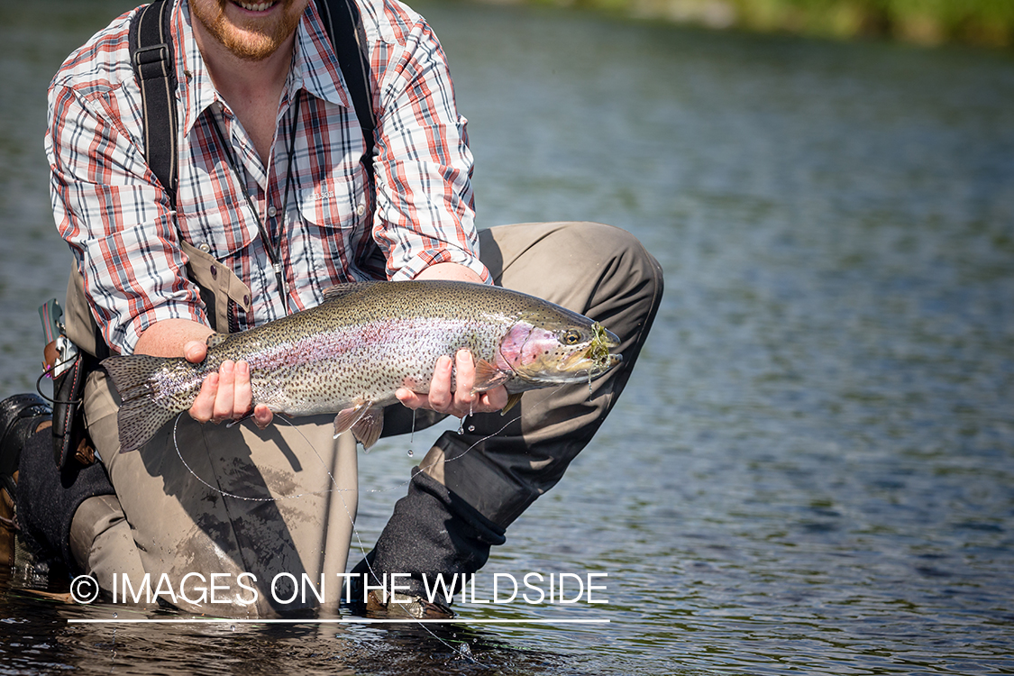 Flyfisherman with rainbow trout in Sedanka river in Kamchatka Peninsula, Russia.