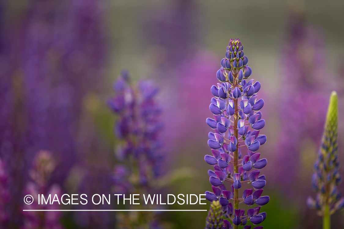 Close-up of lupins.