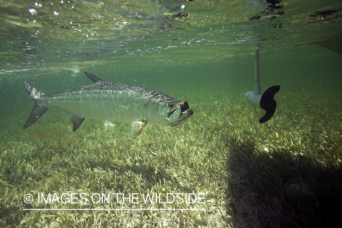 Tarpon underwater