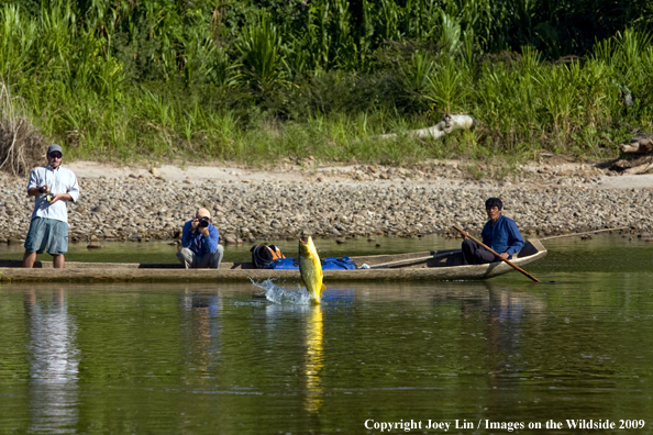 Flyfisherman landing a Golden Dorado with photographer snapping a shot