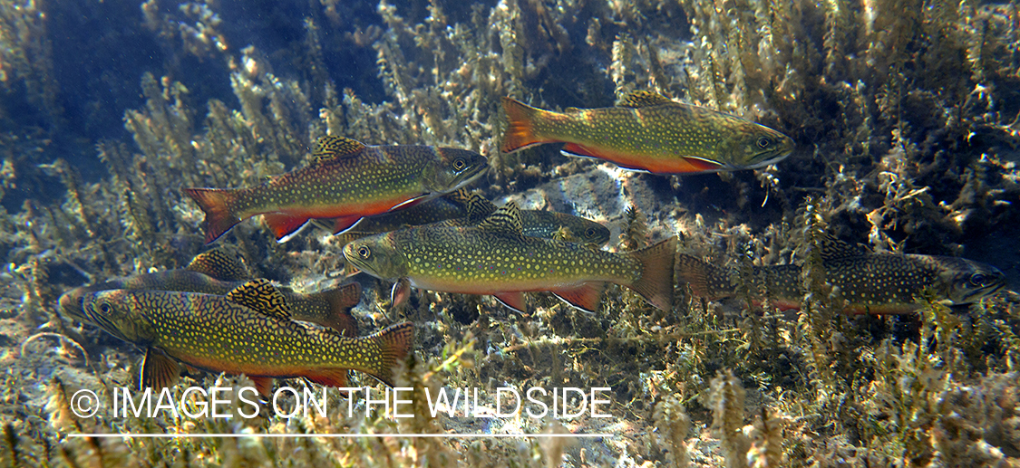 Brook trout in Montana.