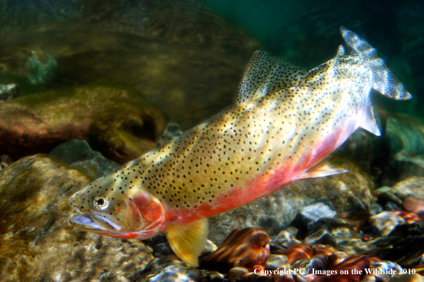 Western Slope Cutthroat Trout