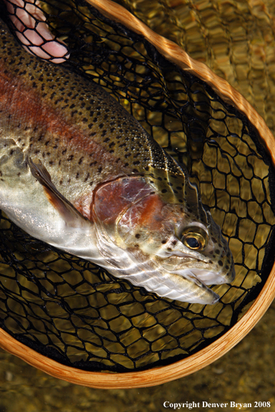 Rainbow trout underwater