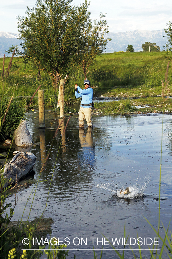 Fisherman fighting jumping rainbow trout.