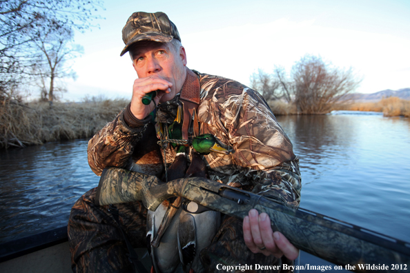 Duck hunter calling mallards. 