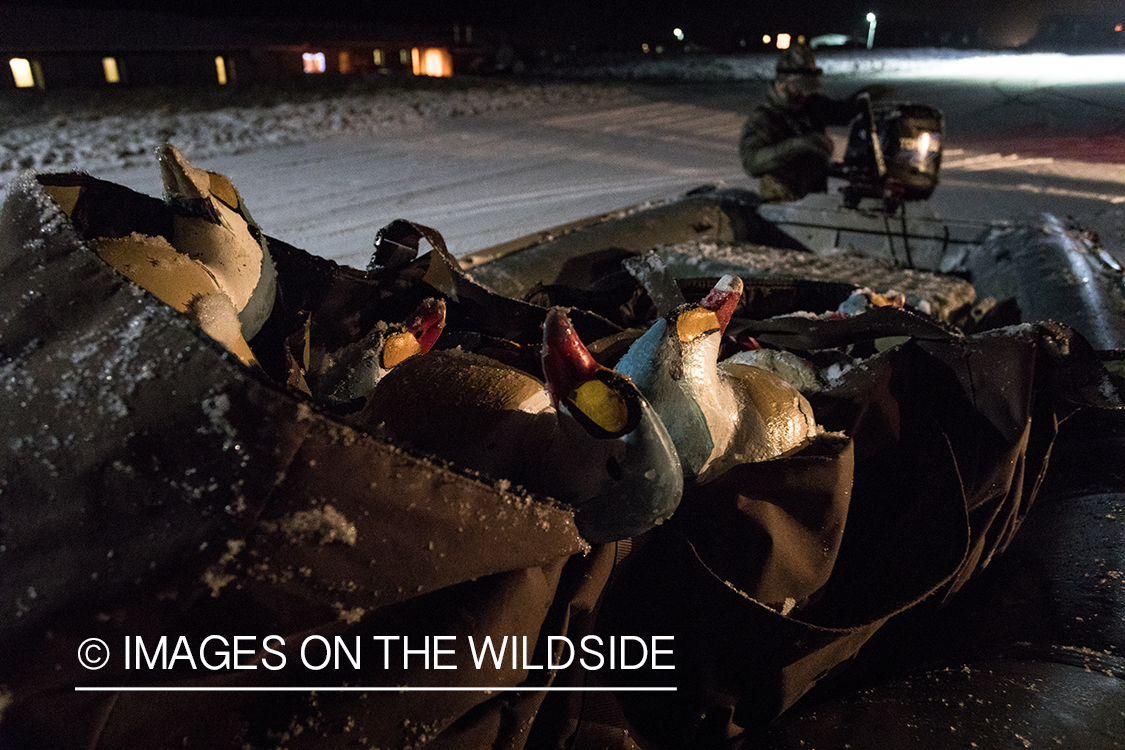 King Eider and Long-tailed duck hunting in Alaska, decoys packed in raft.