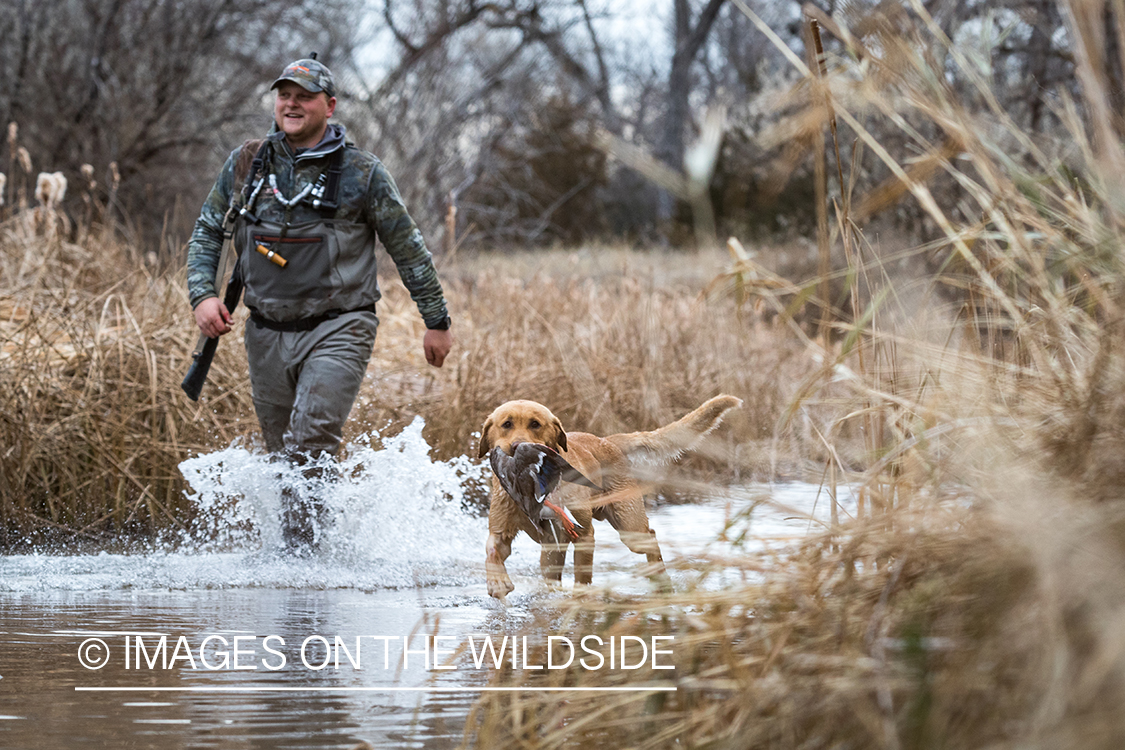 Yellow Lab retrieving bagged duck.