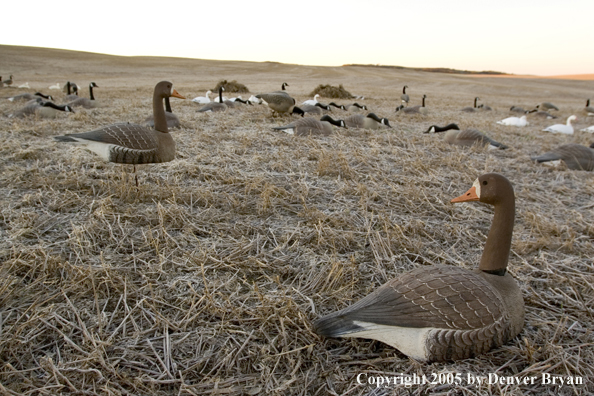 Goose hunters in blind in field of decoys.