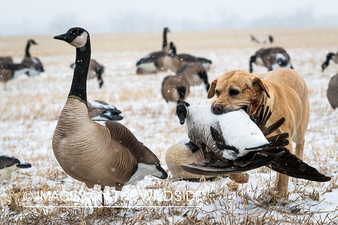 Lab retrieving Canada goose.