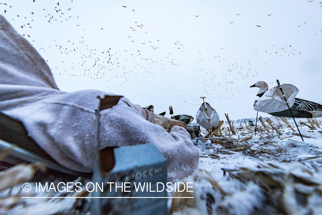 Hunters in field with decoys. 