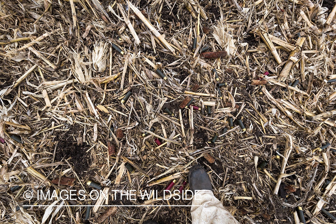 Shotgun shells in field.
