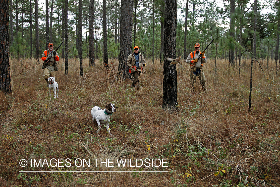 Bobwhite quail hunters shooting at flushing bobwhite quail.