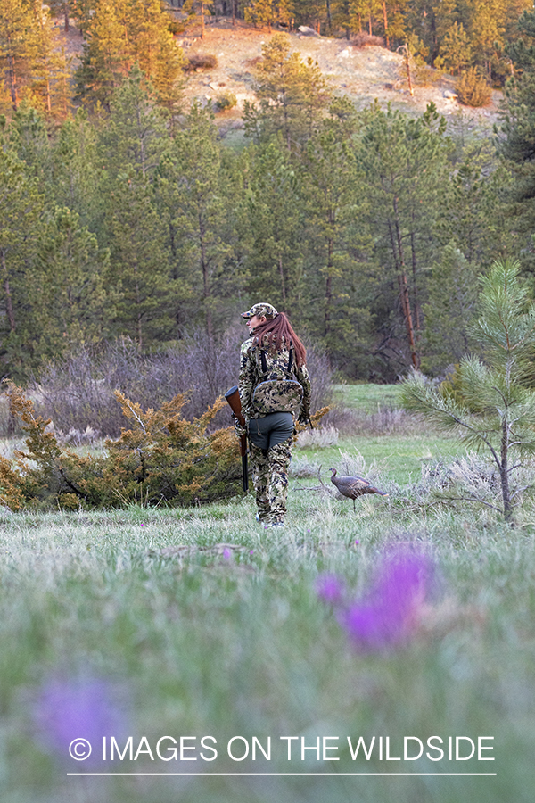 Women hunter setting turkey decoy.