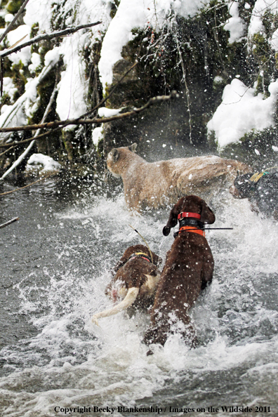 Hunting dogs chasing mountain lion down creek