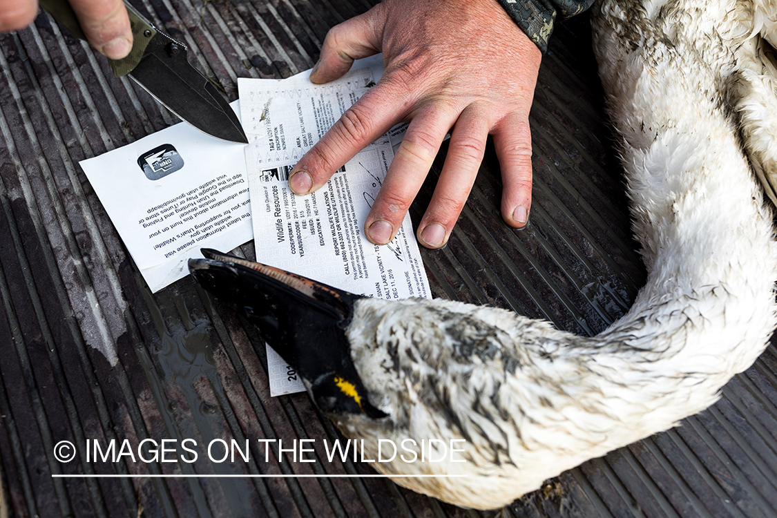 Bagged Tundra Swan.