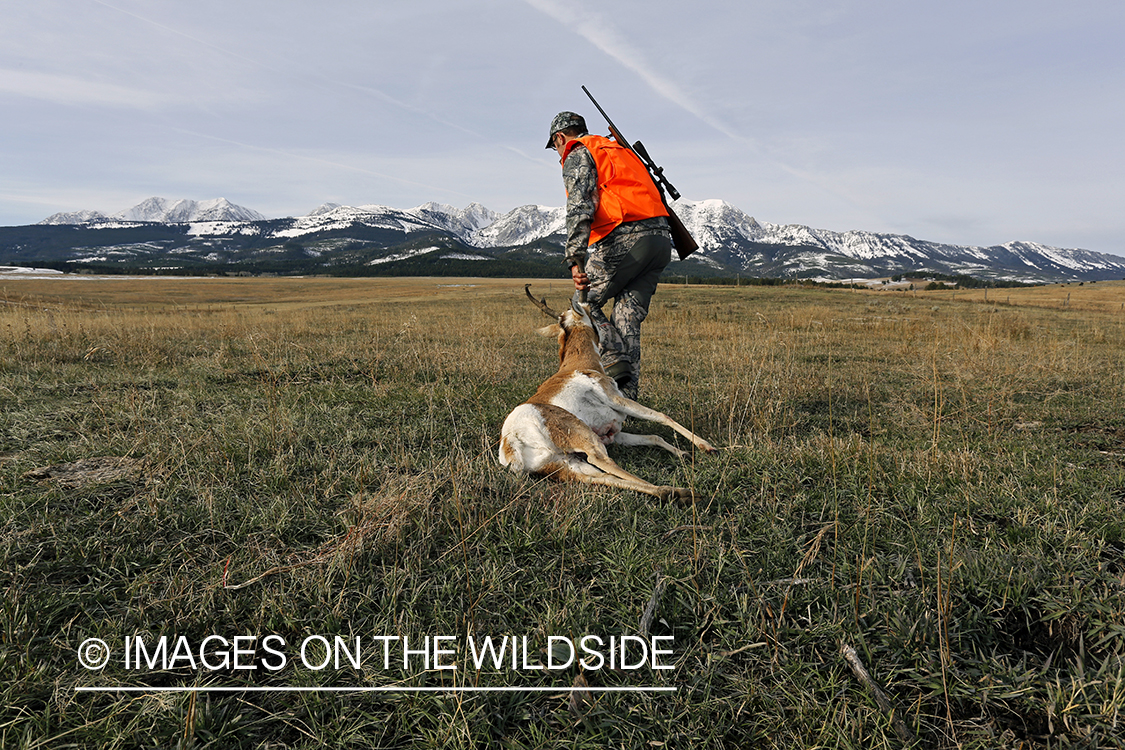 Pronghorn Antelope hunter dragging bagged antelope buck.