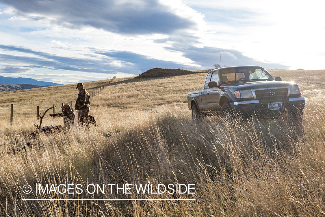 Hunter retrieving elk with truck. 