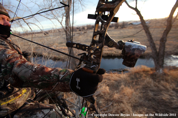 Bowhunter taking aim from tree stand. 