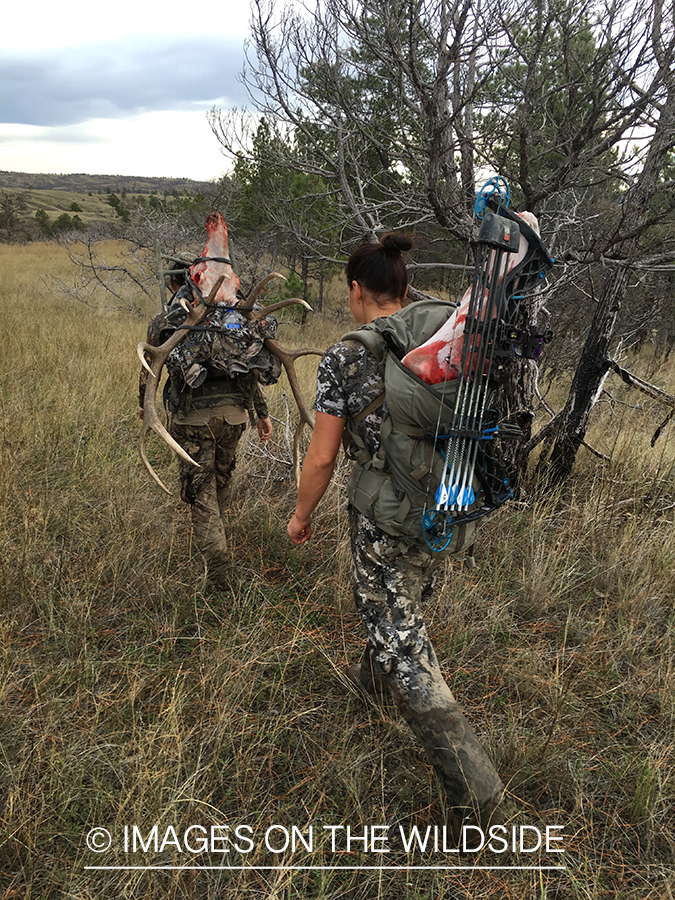 Bowhunters packing out bull elk.