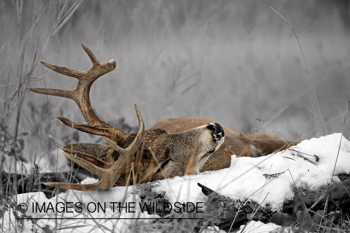 Downed white-tailed buck.