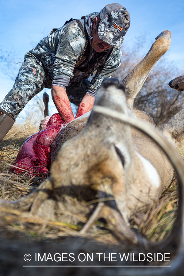 Bow hunter field dressing white-tailed deer.