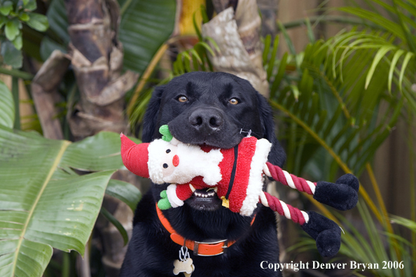 Black Labrador Retriever. 