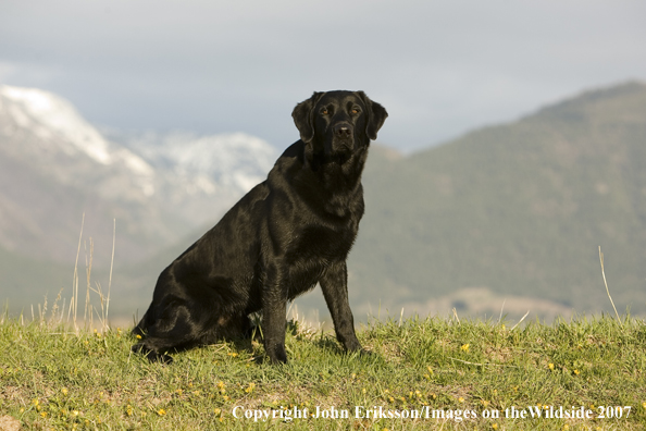 Black Labrador Retriever