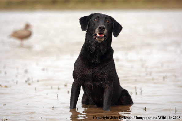 Black Labrador Retriever in field