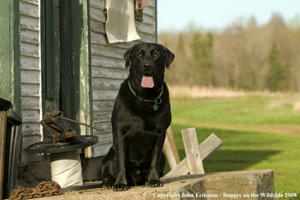 Black Labrador Retriever 