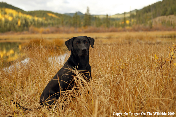 Black Labrador Retriever