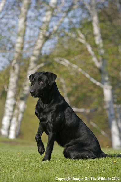 Black Labrador Retriever in field