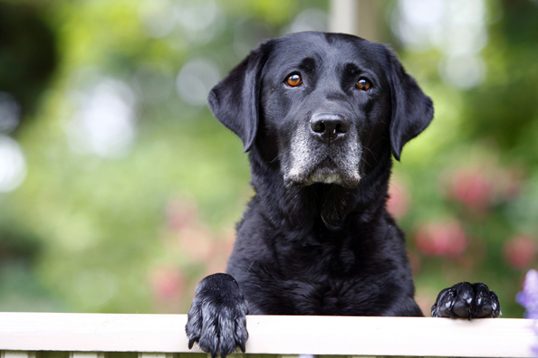 Black Labrador Retriever 