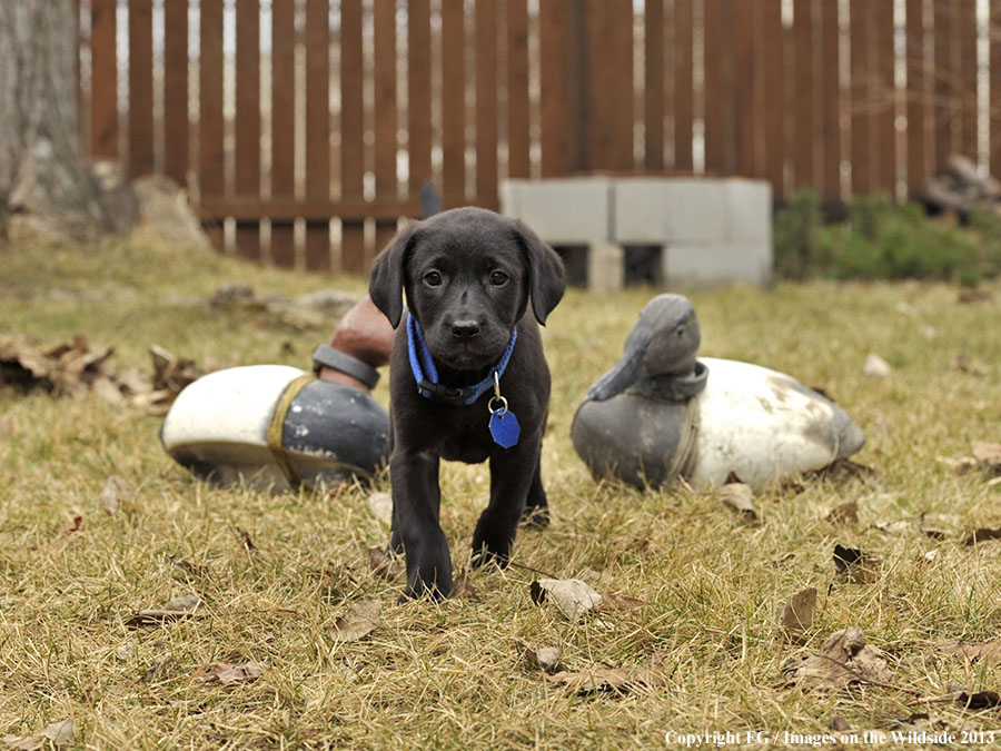 Black Labrador Retriever puppy with decoys.