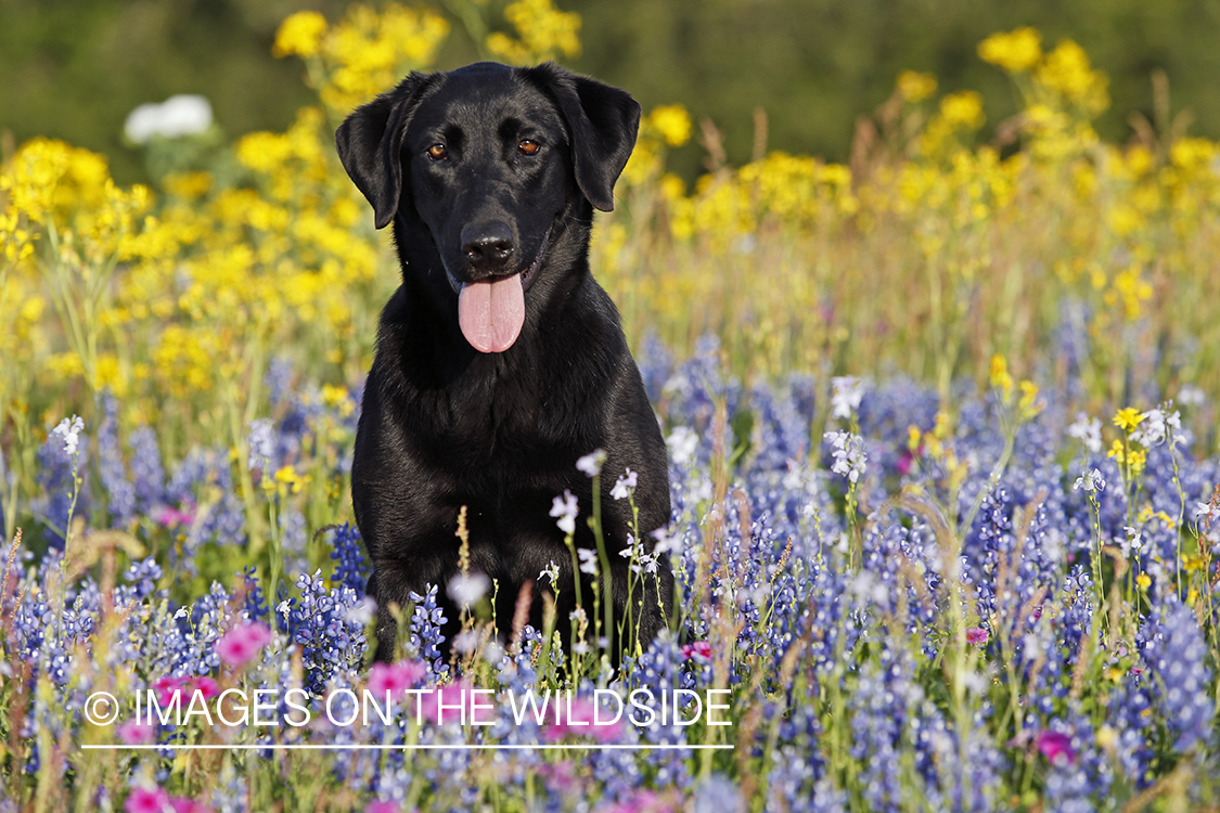 Black labrador retriever in field of wildflowers.