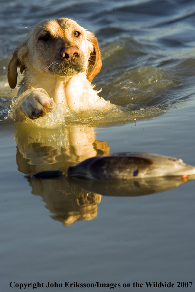 Yellow Labrador Retriever